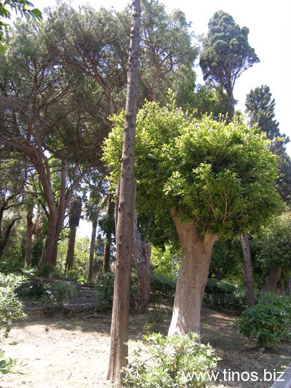 rodos 009